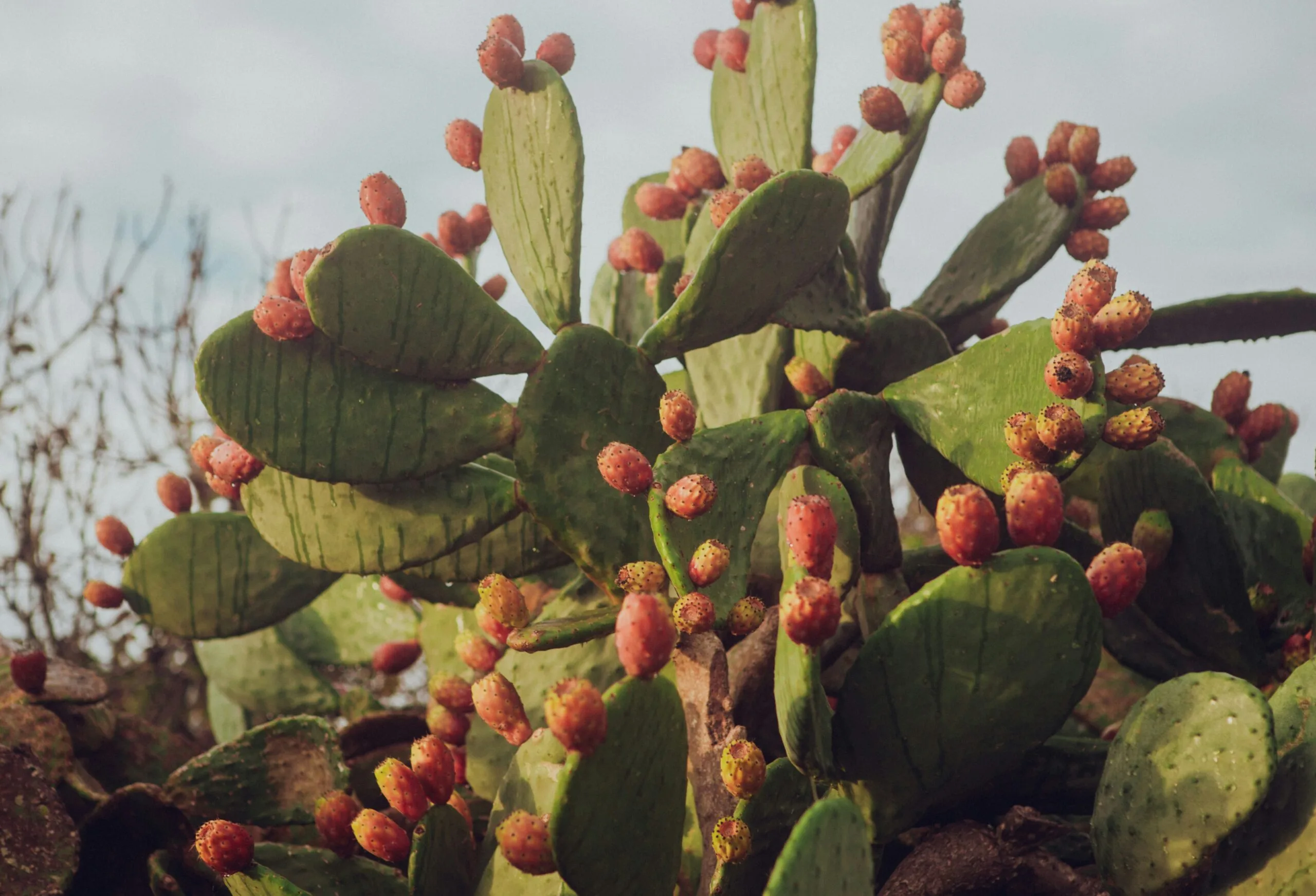 A close up of a cactus with fruit on it