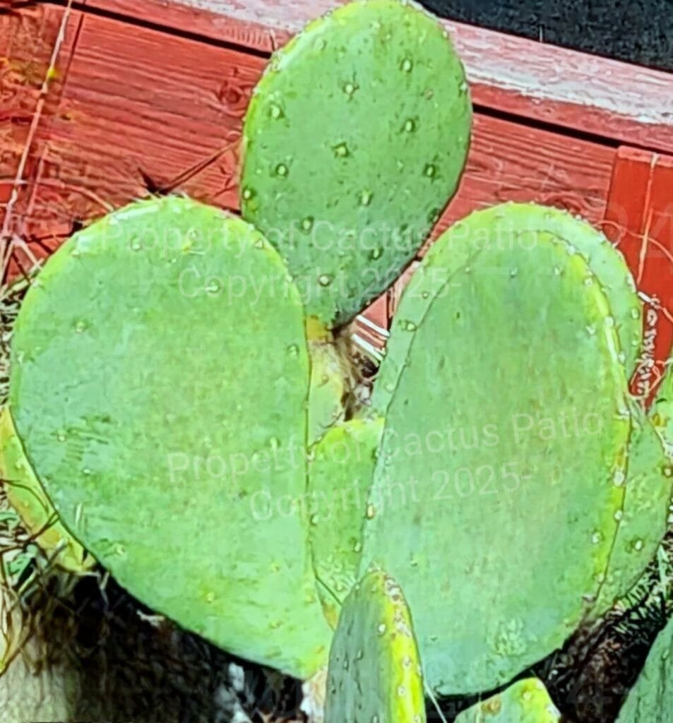 Cactus pads for sale, Opuntia Cactus pad for sale