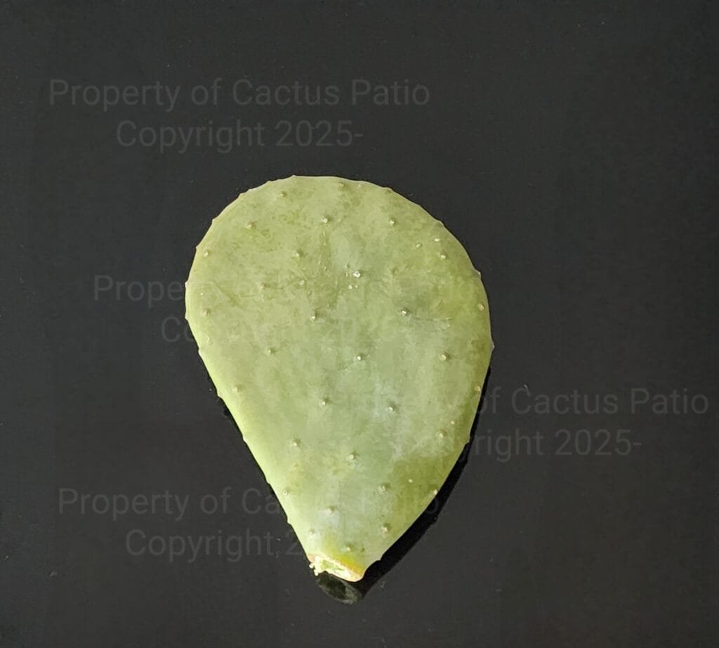 Cactus pad for sale