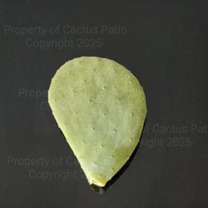 Cactus pad for sale