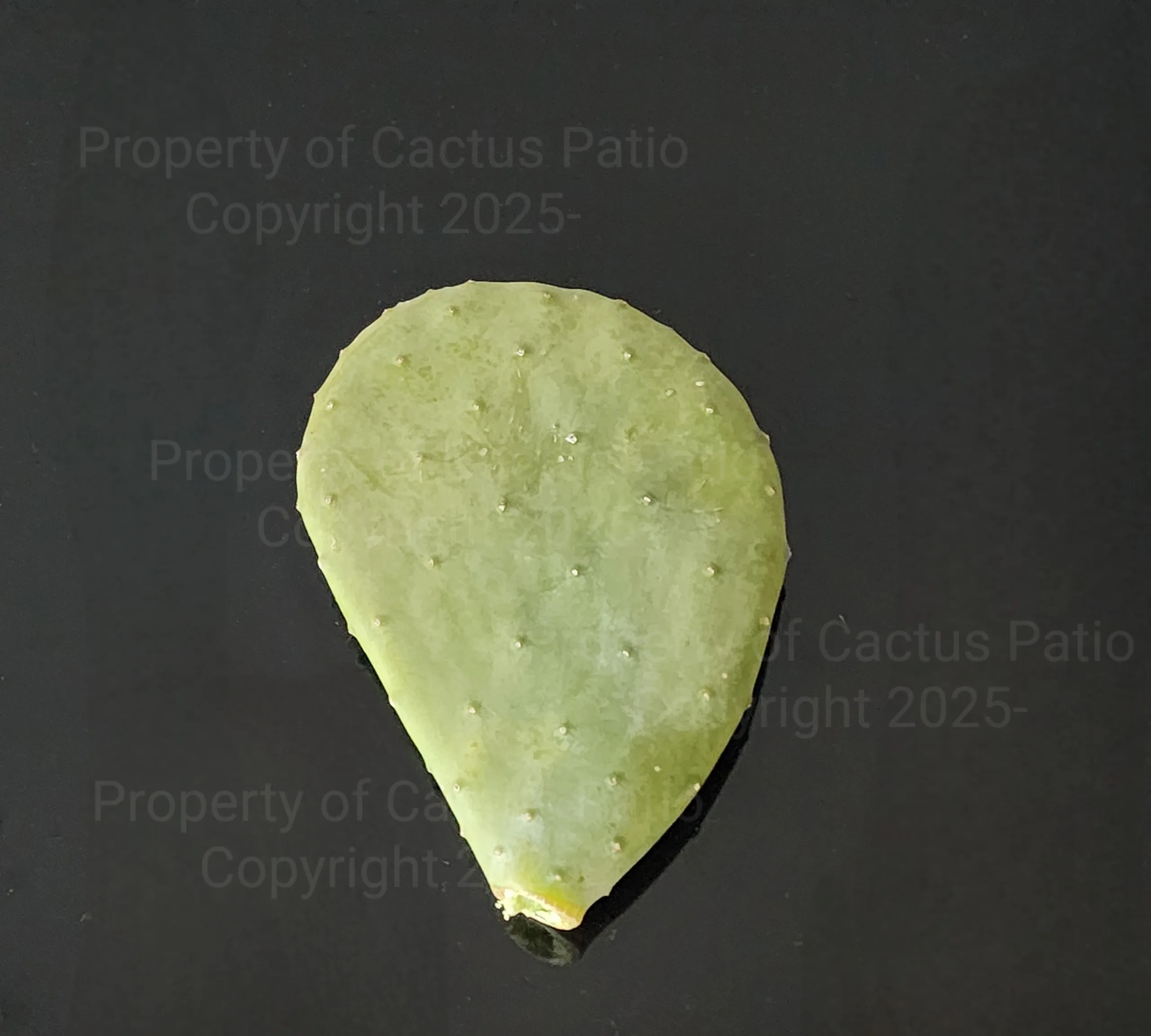 Cactus pad for sale