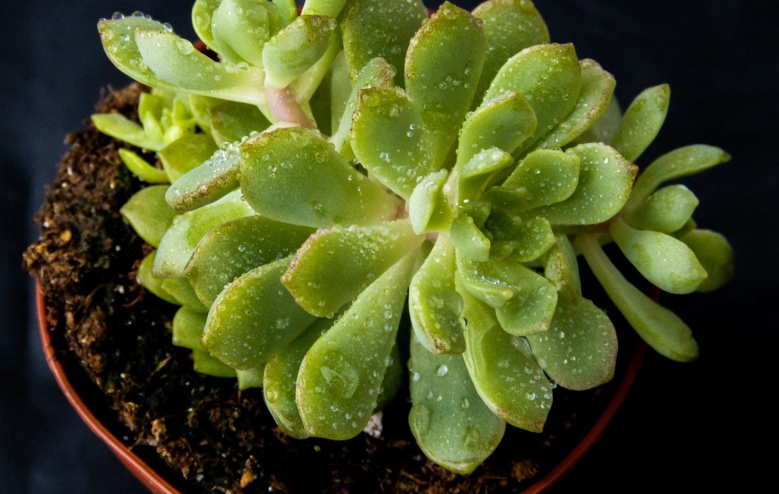 Reviving Heat-Stressed or Damaged Succulents: A Comprehensive Guide